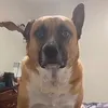 elburit0
