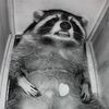 frazzledpanda