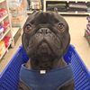 napoleonthefrenchie2021