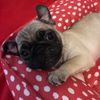 pearlthepug1234