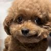 awesomesaucedawg04