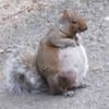 blubberedsquirrel