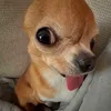 _trongduc_79
