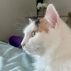 coco_shanell_the_cat