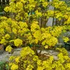 nguyenthanh.83