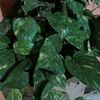 arismarheni