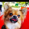 riley_the_ratbag
