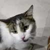 mokoutonn