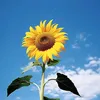 hoa.huongduong94
