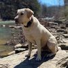 dogtrainerlindsey