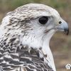 halcon113074