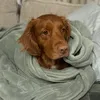 ourgoldendoodlegus