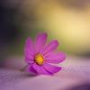 flowerr856