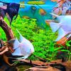 aquarium.by.evos