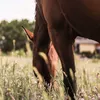 uniquedressage