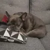 skyebellslou