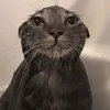 leenzy.ly