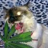 taamitoo