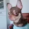 lifewithmycallie