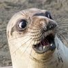 expressive_seal