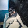 _ssyfiqq