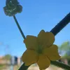 dandelion1219