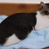 bedu_si_introvert