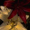 fleetingfondness1