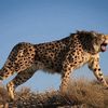 dyingcheetah