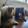 sophiethesheltie