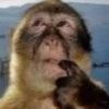 monkeywump