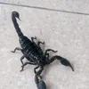 scorpionjember