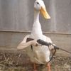 chickenrunway