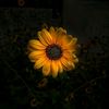 xxsunflowerxx__