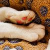 small.paws