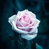 user96123506790863