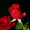 meer0626