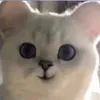 nc_minh