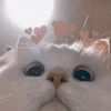 cocholateaddict_