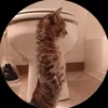 edgardodoo