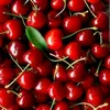 cherry_sc28