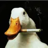 duckwithacig