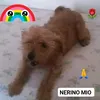 mirellaconfaloni1