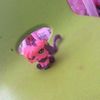 ivonnepuga2