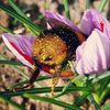 spiderlily1098