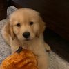 beni.the.golden