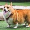 uncorgisuavecito