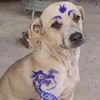 chuchimdondoc