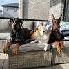 dobershibe