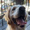 beargolden030622